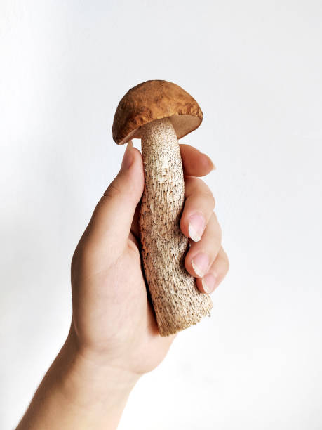 istock raw fresh birch mushrooms a hand on a white background 1406195692