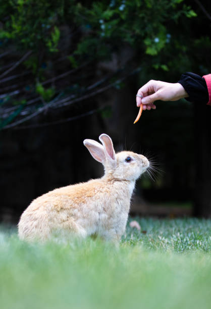 istock cute rabbit is eating carrot 1406195771