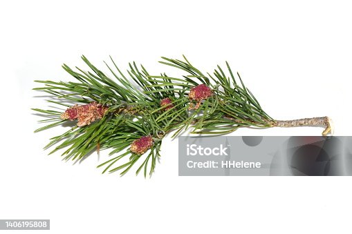 istock Pine tree branch 1406195808