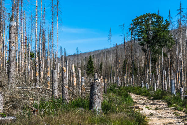 istock Trees in the German low mountain range Harz which are destroyed by bark beetles. Forest dieback in Germany. 1406195971