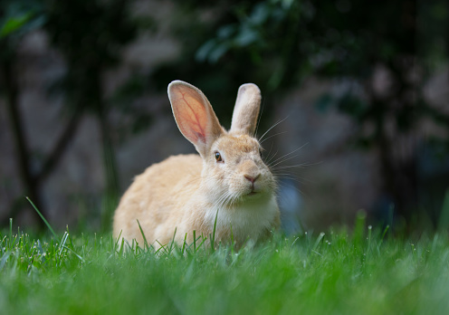 Cute fluffy bunny exploring Easter decoration and posing. He is surrounded by colorful eggs, fresh grass and wooden basket. Standing on white wooden table. Ready to with you Happy Easter!