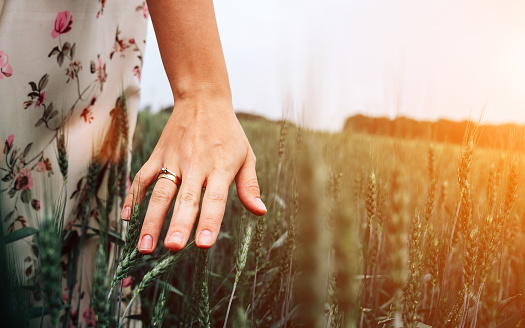 Hand wheat field. Young woman on cereal field touching ripe wheat spikelets by hand in sunset. Nature, summer holidays, agriculture concept