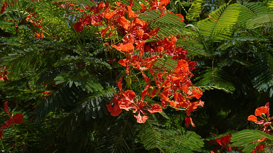 Beautiful branch of red flowers Flame tree (Delonix regia) in June Royal Poinciana, Flamboyant, large deciduous tree