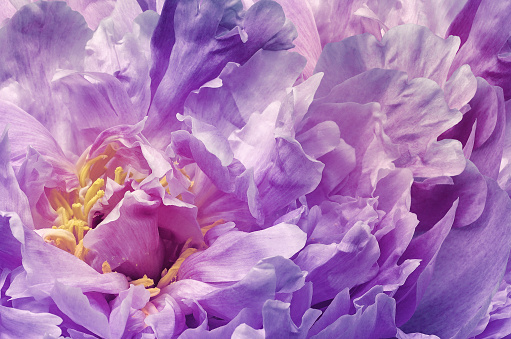 Peony  purple  flower. Flowers and petals peony. Floral  background. Macro.  Nature.