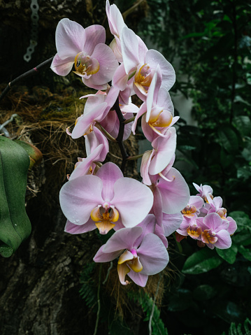 Phalaenopsis sanderiana is an orchid in the genus Phalaenopsis that is native to the Philippines. It was named in honor of M. Fredrick Sander.