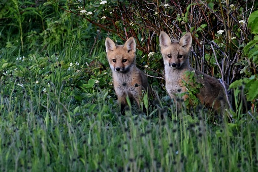 Young foxes , Sainte-Apolline, Quebec, Canada