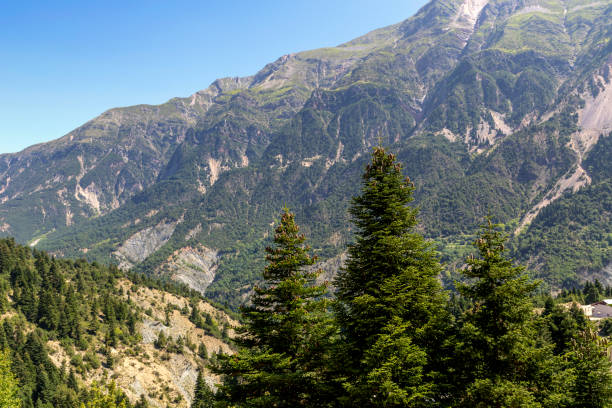 istock Big firs in the mountains (region Tzoumerka, Greece, mountains Pindos). 1406199480
