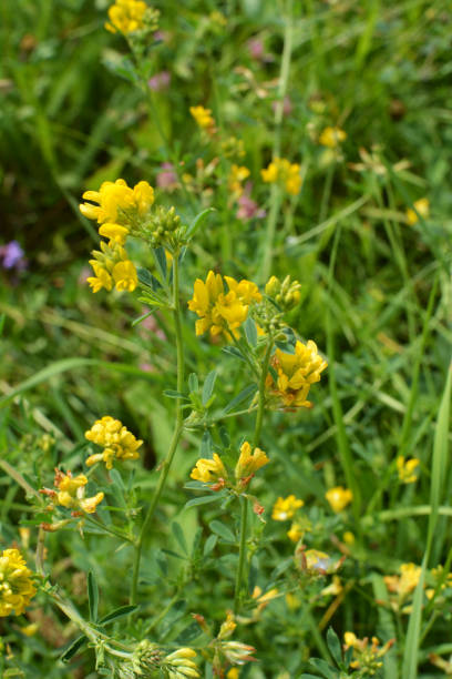 istock Blossoms of alfalfa sickle (Medicago falcata) 1406199570
