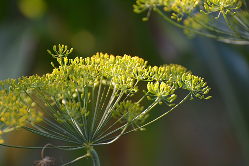 In the open ground in the garden grows vegetable dill (Anethum graveolens)