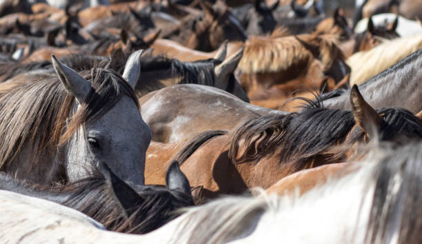 istock Transfer of mares is a livestock event carried out with swamp mares, which is held annually in El Rocio, Huelva, Spain. In Spanish called 