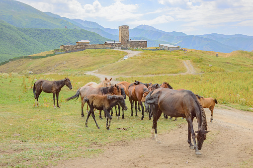 Horse herd grazing on theoutskirts of Ushguli medieval fortified village in Svanetia, Georgia. Manor with defensive tower, green and blue mountains , blue sky with clouds