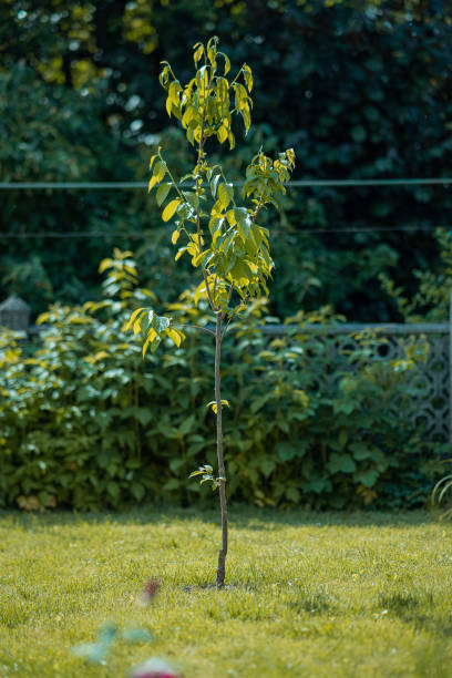 istock Small tree just been planted on a garden. Small leavs on a green garden view. 1406200628