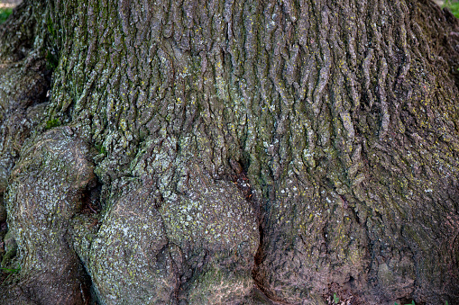 Tree Body