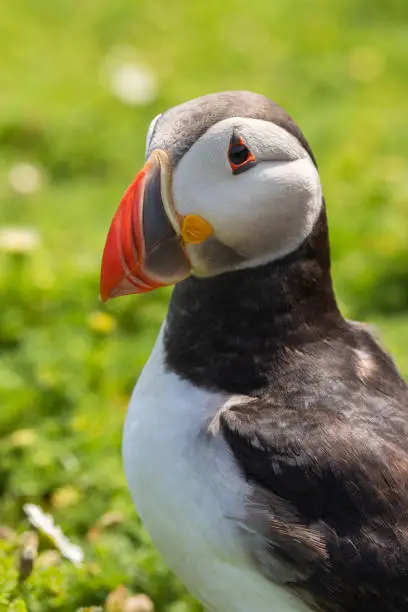 Photo of Atlantic puffin close up