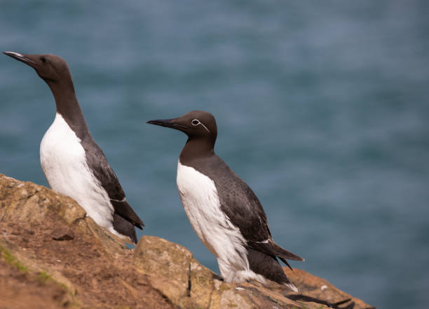 istock Guillemot bird close up 1406201773