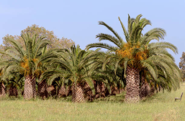The garden of date palms Garden from date palms on a spring sunny day (Greece, island Crete) date palm tree stock pictures, royalty-free photos & images