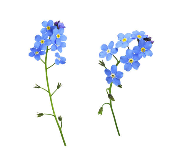 set of blue forget-me-not flowers isolated - miosótis imagens e fotografias de stock