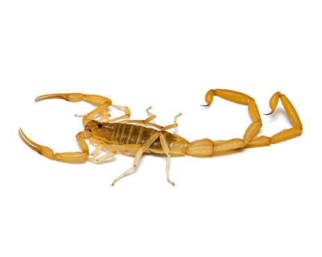 Extreme close-up white background images with high detail of various scorpions and spiders. The most medically significant venomous scorpion in North America. The Arizona Bark Scorpion.