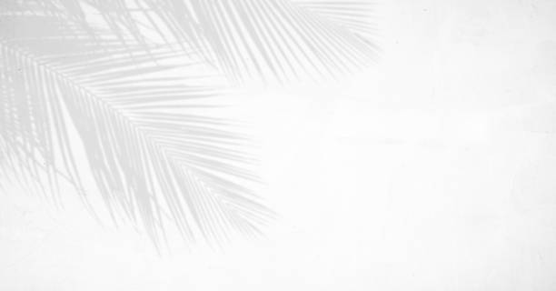 istock Shadow of coconut leaves on white concrete wall for abstract background 1406204868