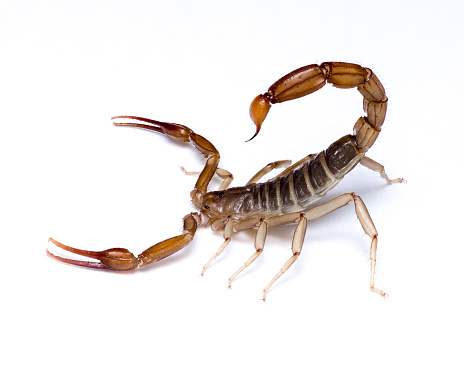 Extreme close-up white background images with high detail of various scorpions and spiders.These scorpions are known for their serrated claws and are common in large rock piles or mountain slopes with crevices to crawl through.