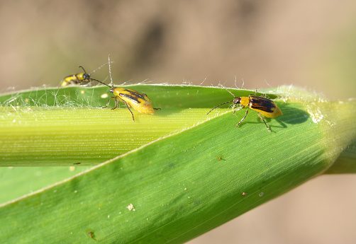The plant is a harmful insect - Western corn beetle (Diabrotica virgifera virgifera)