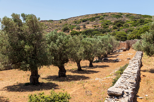 Old olive rees and ancient wall at Melanes traditional village in Naxos. Greece.