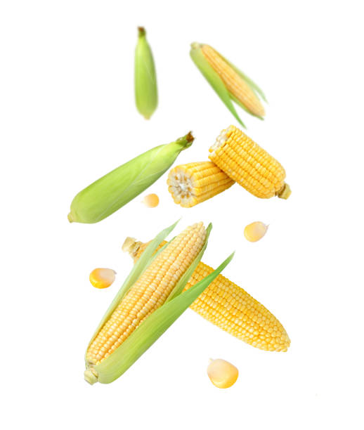 corn with cut sliced falling in the air isolated on white - sweetcorn bildbanksfoton och bilder