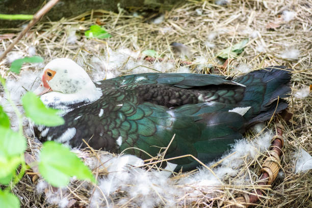 istock the duck is sitting in its nest 1406206546