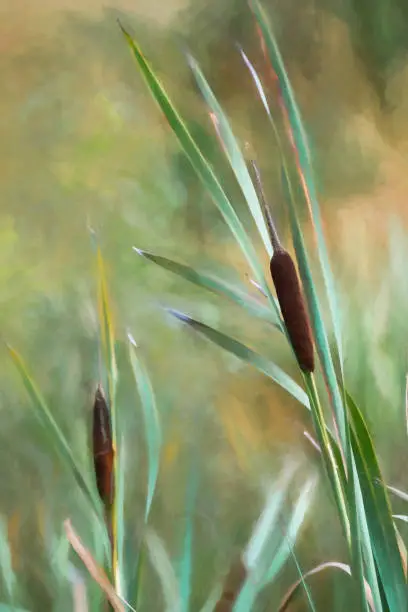 Photo of Digital painting of a wild bulrush on the moors.