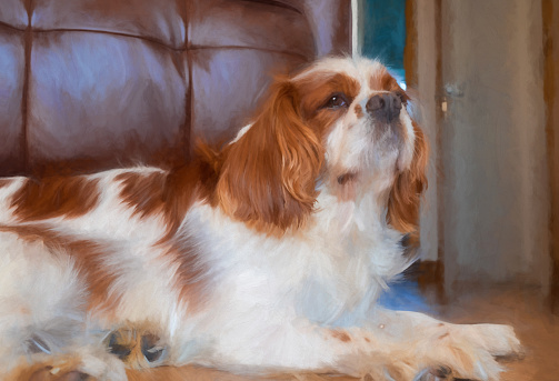 Digital painting of a closeup profile shot of a single isolated Blenheim Cavalier King Charles Spaniel in a home setting.