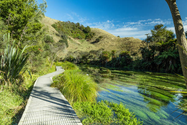 Beautiful walk in Blue spring Te Waihou walkway, New Zealand Beautiful walk in Blue spring Te Waihou walkway, New Zealand waikato river stock pictures, royalty-free photos & images