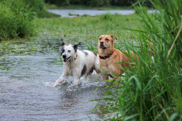 istock Two Dogs Playing in Water 1406208162