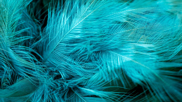 istock blue feathers with visible detail. background or texture 1406209267