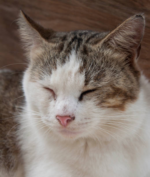 istock Cute Cat with Gray and White Color 1406209533