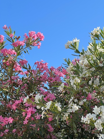 Pink and white flowers azalea oleander in garden against blue sky.