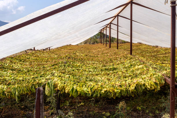 toldos para secagem de tabaco (nicotiana tabacum) nos sopés - rape flower - fotografias e filmes do acervo