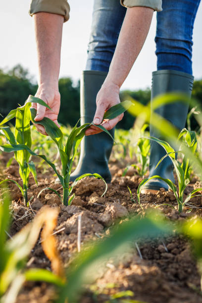 Farmer examining corn plant in field stock photo
