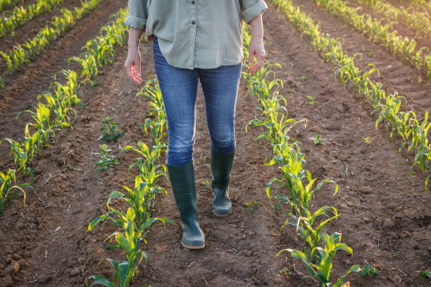 istock Farmer with rubber boots is walking in corn field 1406210855