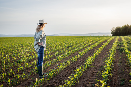 Woman with straw hat standing in agricultural field. Satisfied female farmer is looking at corn field in cultivated land