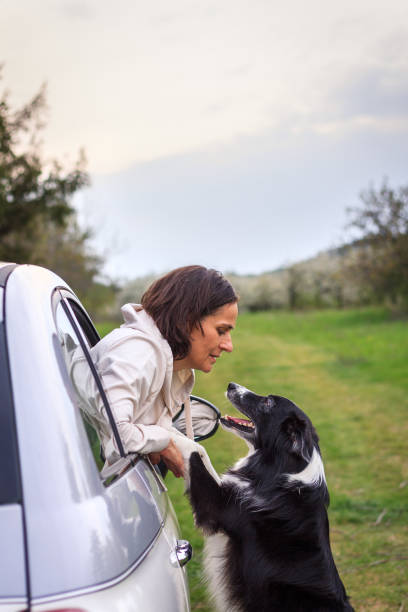 istock Dog welcome her pet owner returning from road trip at home 1406211281