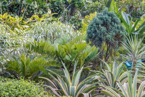 istock Natural yard garden with various decorative plants and leaves 1406214442