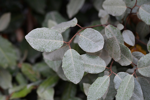 Ebbinges silverberry leaves - Latin name - Elaeagnus x submacrophylla