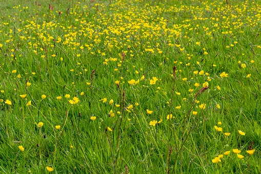 Yellow dandelions in green grass top view on spring day