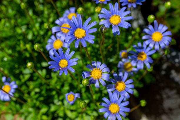 Meadow filled with Michaelmas daisy wildflowers near the Bronte parsonage in Haworth.