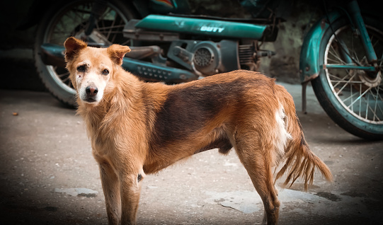 Beautiful young juvenile brown Indian pariah native desi dog standing in the road