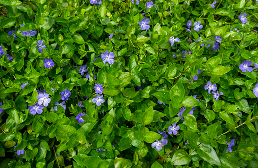 Blue Ruellia tuberosa flower beautiful blooming flower green leaf background. Spring growing blue flowers and nature comes alive