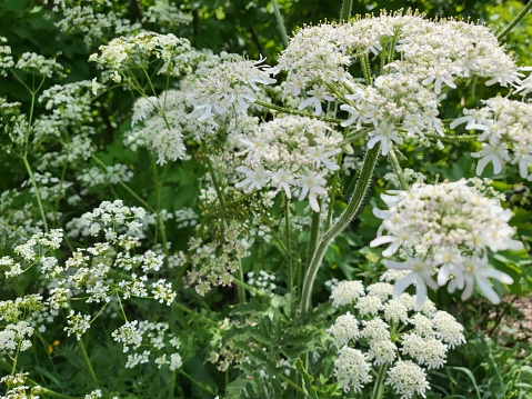 Close up of Hogweed or Cow Parsnip flowers found in Les Pleiades, Canton Vaud, Switzerland.
