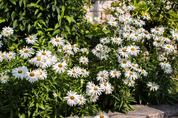 floração. camomila. flores brancas da margarida de camomila alemã. bela imagem com camomias médicas florescendo em dia ensolarado na cidade ao ar livre. medicina alternativa. passado de verão. brilhante saturado - german chamomile fotos - fotografias e filmes do acervo