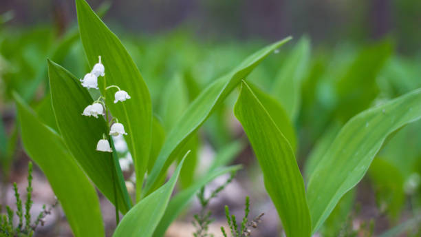 le muguet fleurit sur fond de feuilles vertes floues. fleurs blanches de lys de mai fleurissant dans la forêt printanière, jardin. plantation de landyshi sauvage, convallaria majalis. carte postale florale, - may leaf spring green photos et images de collection