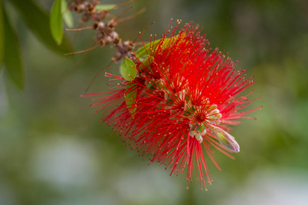 Red bottlebrush flower. Bottlebrush or Little John - Dwarf Callistemon. Selective focus, blurry background, close up